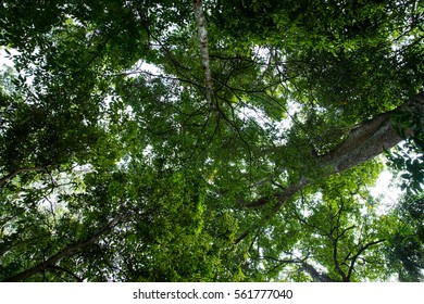 tree from below