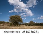 The tree below the clouds in the field