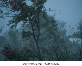 Tree bending in strong wind during tropical cyclone, extreme weather