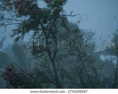 Tree bending in strong wind during tropical cyclone, extreme weather