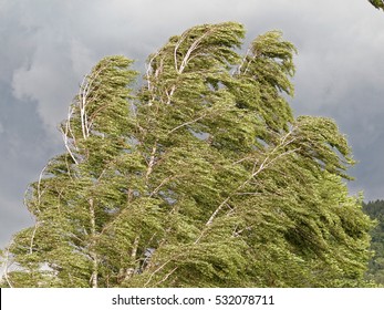 Tree Bending Under Heavy Storm