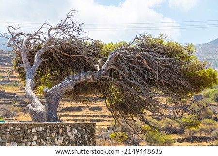 Tree bent by the strong sea wind on the island of Tinos. Old rotten tree bends in the wind of the sometimes harsh, stormy Mediterranean Sea. The cyclades archipelago in the Aegean Sea