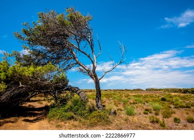 tree bent by the wind with blue sky and expanses in the natural park of Premantura in Croatia
