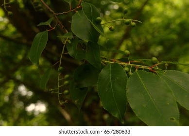 Tree with Berries