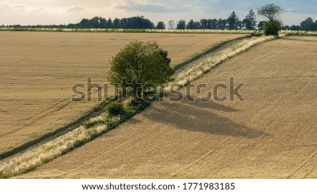 Similar – Courage to leave gaps. Missing trees in an avenue, landscape