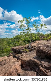 Tree Between Rocks, Mitchell  Plateau, Western Australia