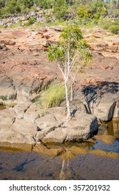 Tree Between Rocks, Mitchell  Plateau, Western Australia