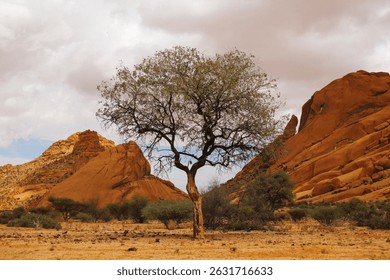 Tree between two mountains in Spitzkoppe, Namibia