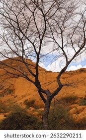 Tree between two mountains in Spitzkoppe, Namibia