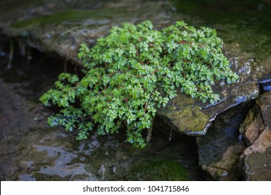 Tree between the waterfall