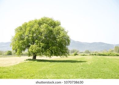 tree big green spring background