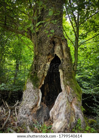 tree with big hallow in the middle inside forest.  Hole in a tree