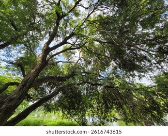tree bigtree forest nature shape