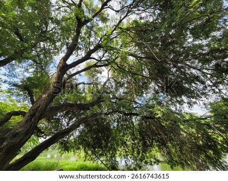 tree bigtree forest nature shape