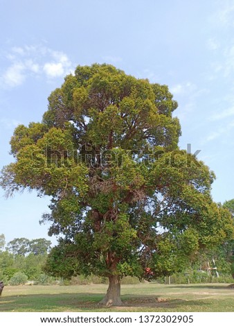 tree bigtree sky