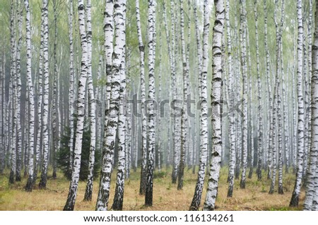 Similar – Foto Bild Sommer im Birkenwald in Finnland | Panorama