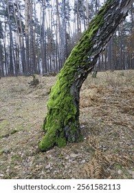 A tree, a birch on which moss grows on one side. In the forest