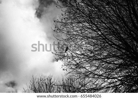 Similar – Image, Stock Photo be free Deciduous tree