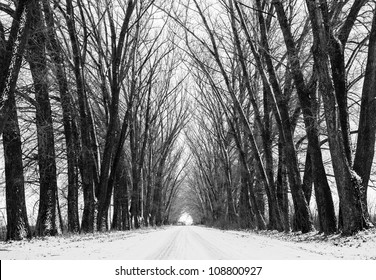 Tree black silhouettes and white snow. Street view through old forest - Powered by Shutterstock