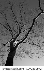 Tree black and white