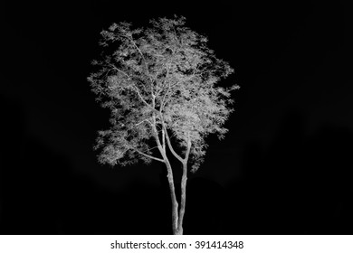 tree black and white