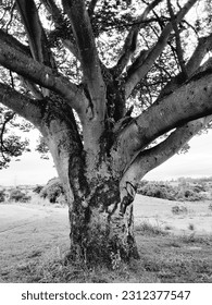 Tree Black and white in nature.