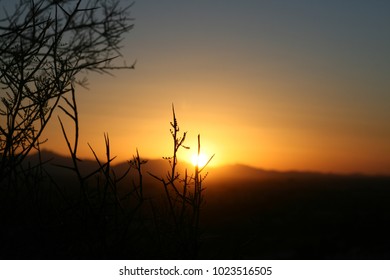 Tree Blocking Sun 