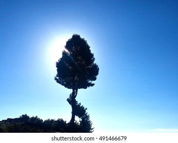 Tree Blocking the sun/ Clear blue sky
