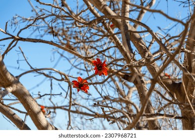 Tree in bloom with orange flowers in spring Spain  - Shutterstock ID 2307968721