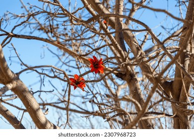 Tree in bloom with orange flowers in spring Spain  - Shutterstock ID 2307968723