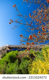 Tree in bloom with orange flowers in spring Spain  - Shutterstock ID 2311024573
