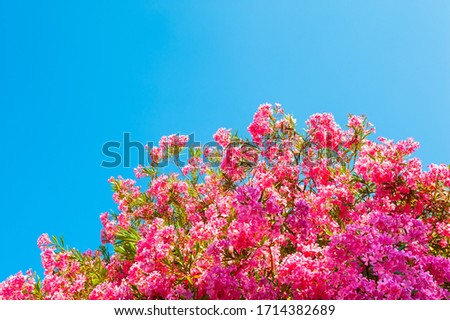 Foto Bild Rosy flowers Umwelt Natur