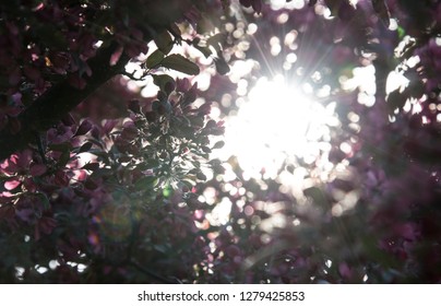 tree in blooming time and sun rays vector