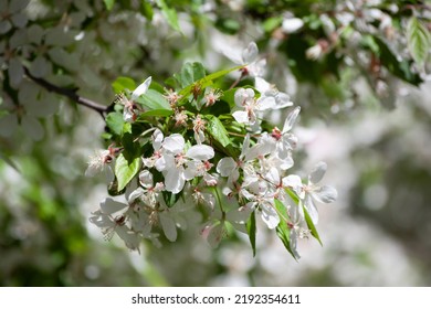 Tree Blooming White Flowers Raceme