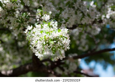 Tree Blooming White Flowers Raceme