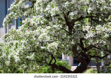 Tree Blooming White Flowers Raceme