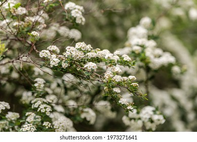 The Tree Blooms In Spring. Cherry Blossoms, Though Maybe Not.