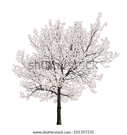 Tree Blossom Isolated On White Background Stock Photo (Edit Now