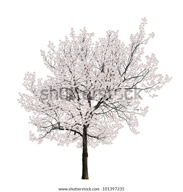 Tree Blossom Isolated On White Background Stock Photo (Edit Now) 101397235
