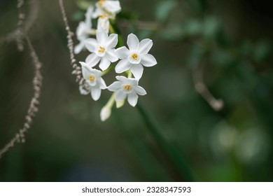 tree blossom in springtime with white flowers growing. native bush in australia