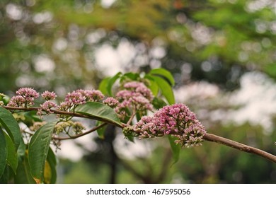 tree blossom;pink