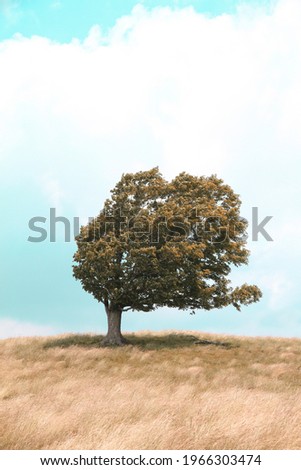 Tree Blowing in the Wind