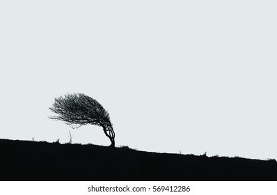 Tree blown by the wind.