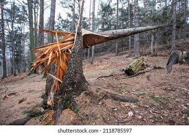 A Tree Blown Down By A Gale