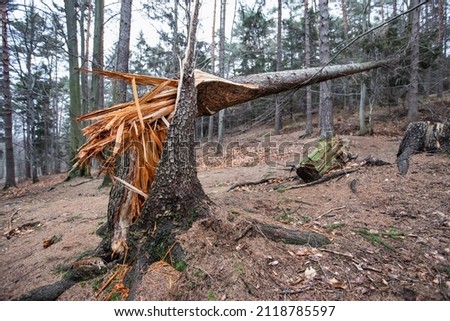 a tree blown down by a gale
