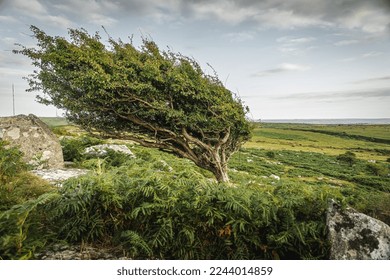 Tree Blown in the Wind on Bodmin Moor in Cornwall