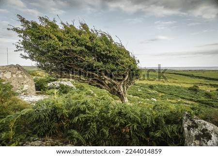 Tree Blown in the Wind on Bodmin Moor in Cornwall