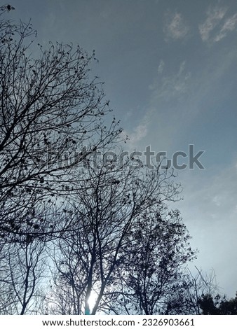 Tree and a blu sky