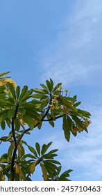 Tree with blue clouds background