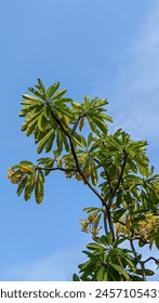 Tree with blue clouds background